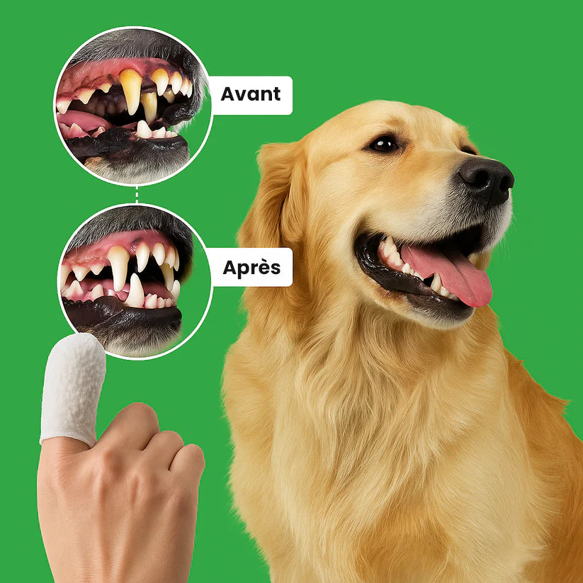 Lingettes bucco-dentaires FreshTeeth